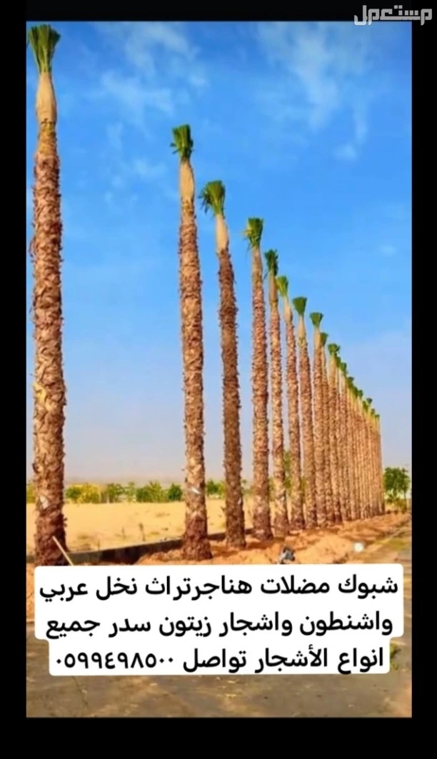 شبوك مضلات هناجرتراث نخل عربي واشنطون واشجار زيتون سدر جميع انواع الأشجار  في الرياض بسعر ألفين ريال سعودي