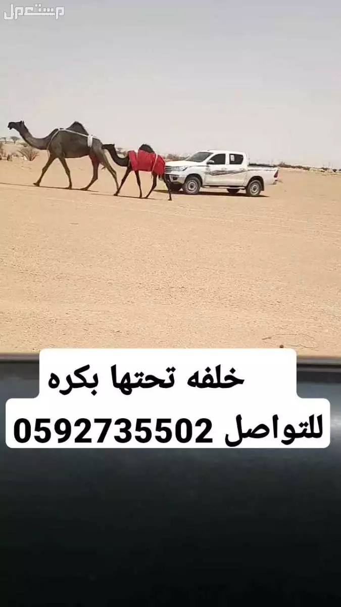 مجاهيم كفوو  في الخرج بسعر 100 ريال سعودي