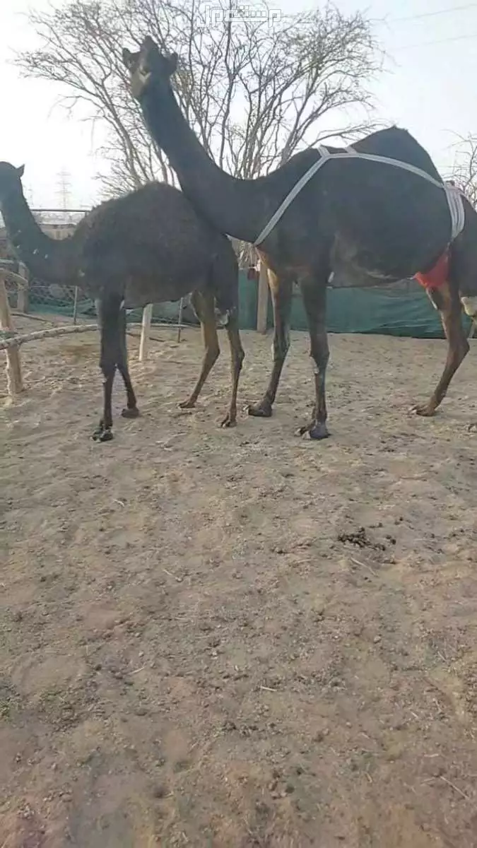 مجاهيم كفوو  في الخرج بسعر 100 ريال سعودي