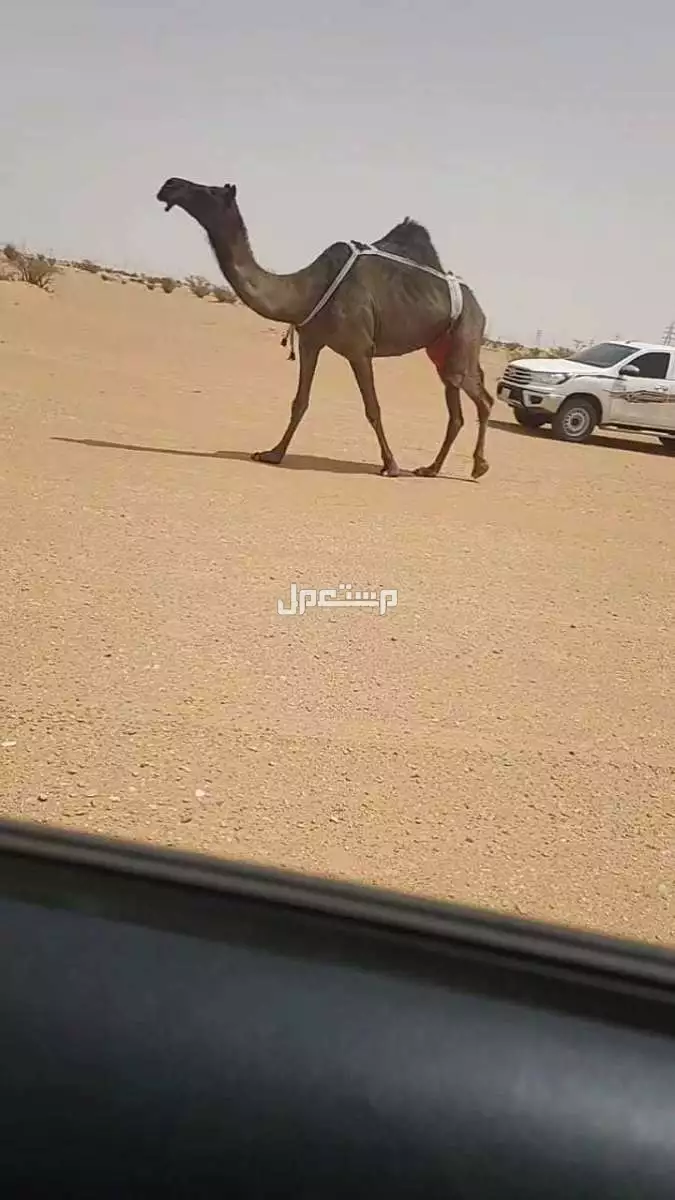مجاهيم كفوو  في الخرج بسعر 100 ريال سعودي