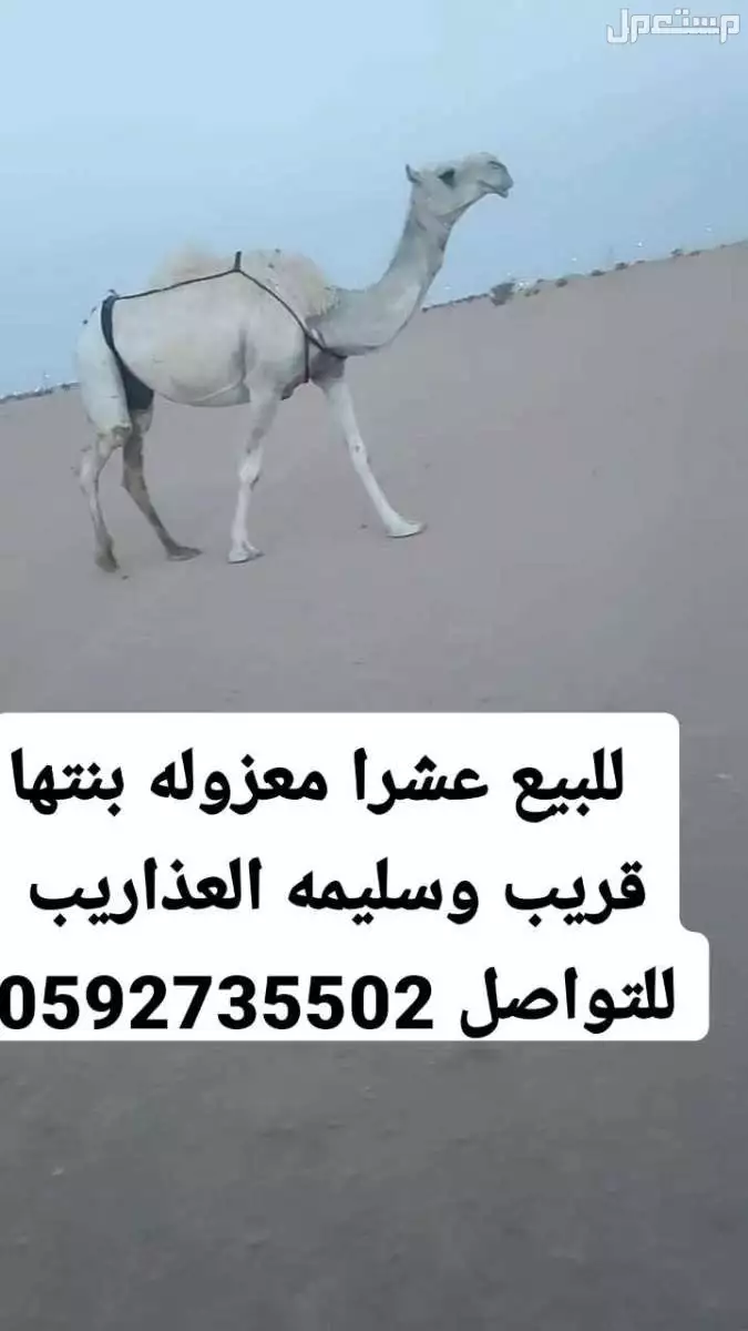 وضح كفوو للبيع في الافلاج  في الافلاج بسعر 100 ريال سعودي