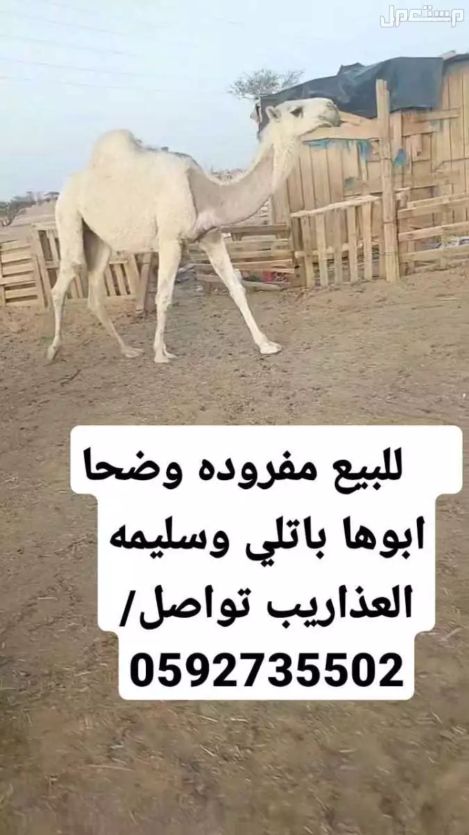 وضح كفوو للبيع في الافلاج  في الافلاج بسعر 100 ريال سعودي