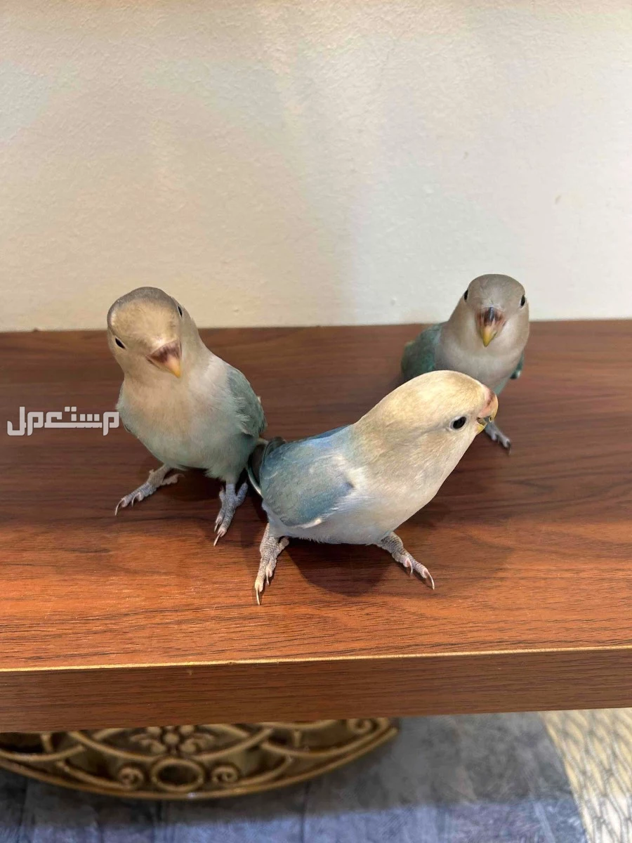فروخ روز مفطرمة هدد داخلي اليفه العمر شهرين  في جدة بسعر 250 ريال سعودي