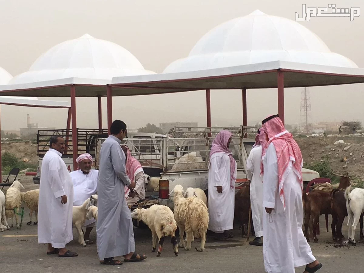 قائمة كاملة بأسعار الأضاحي 2025 وأفضل أماكن الشراء ما هي أنواع الأضاحي؟