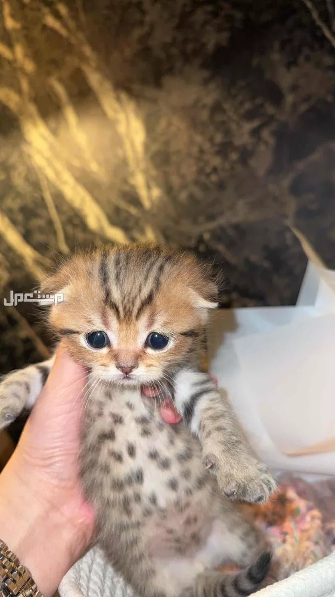قطط صغيره سكوتش فولدد عمر شهرين بيور للبيع