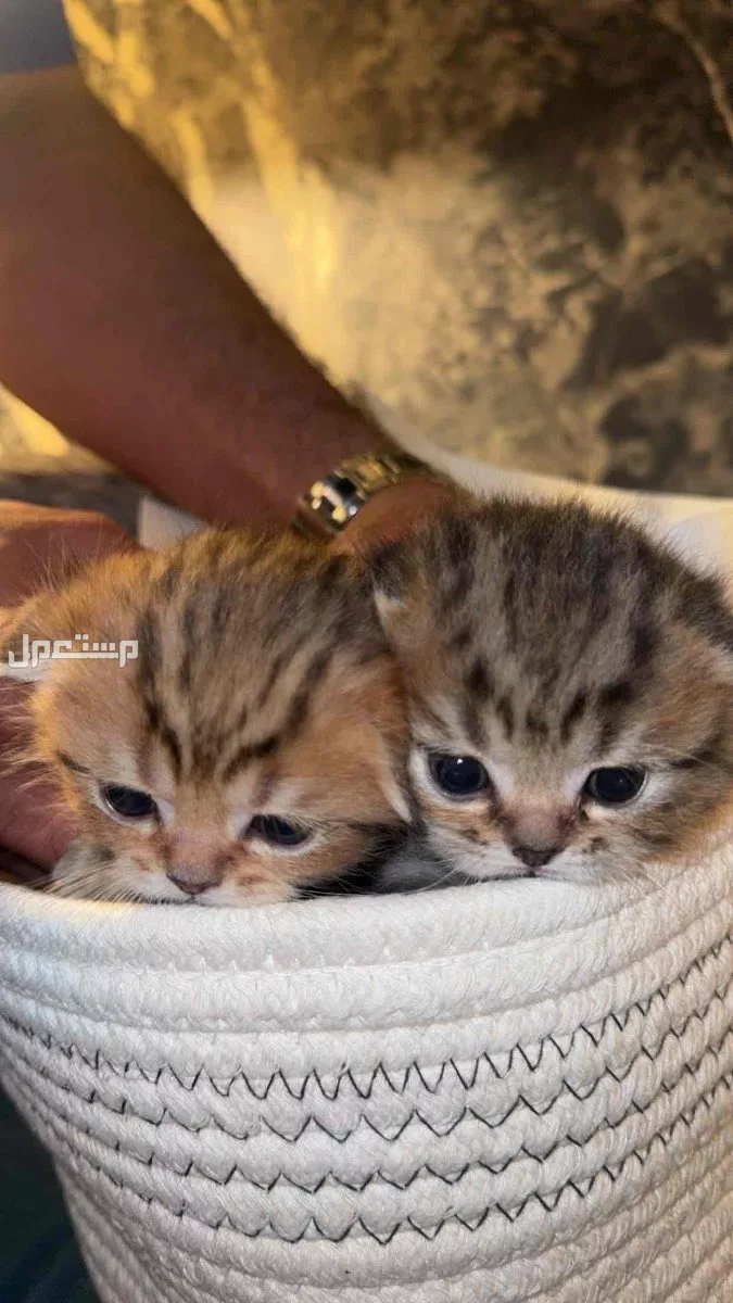 قطط صغيره سكوتش فولدد عمر شهرين بيور للبيع