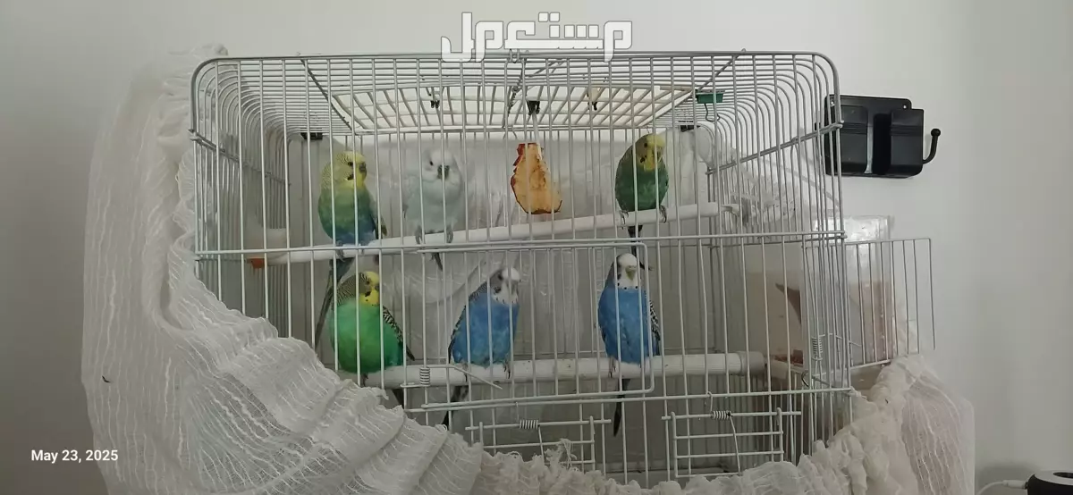 طيور بادجي للبيع عدد 6 مع القفص
