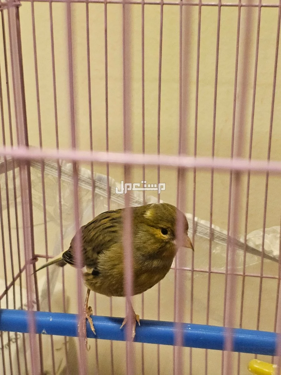 للبيع طيور كناري جوزين وبيعه اعلى سومه