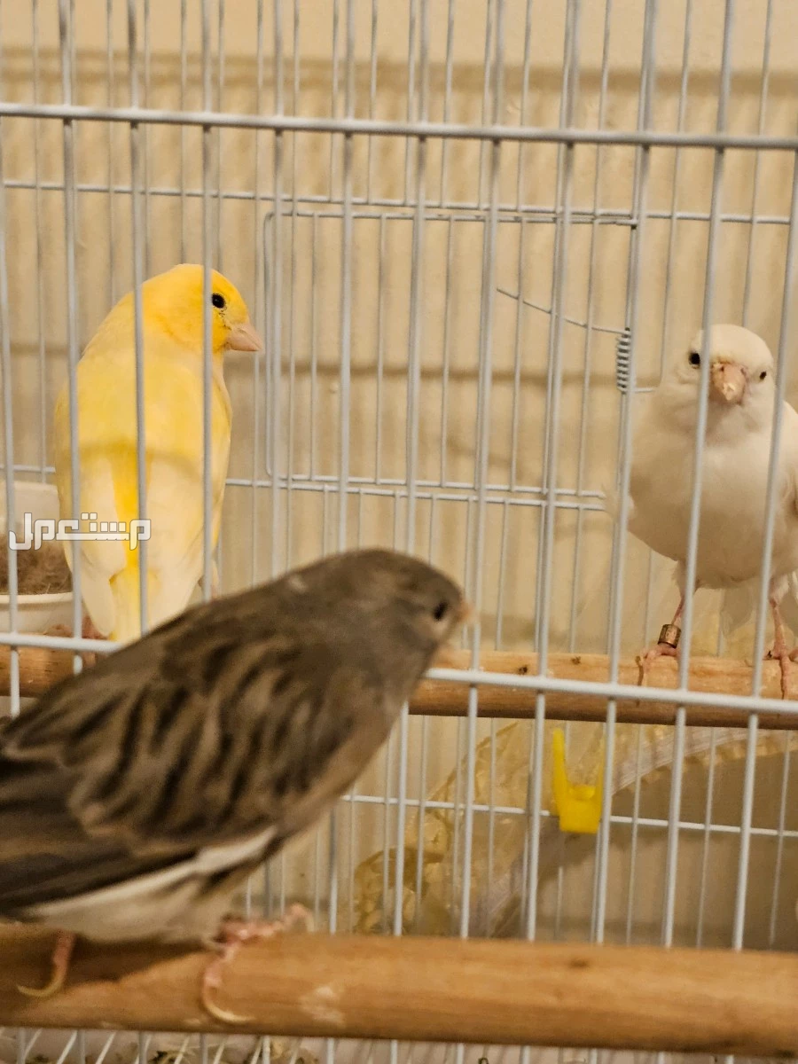 للبيع طيور كناري جوزين وبيعه اعلى سومه