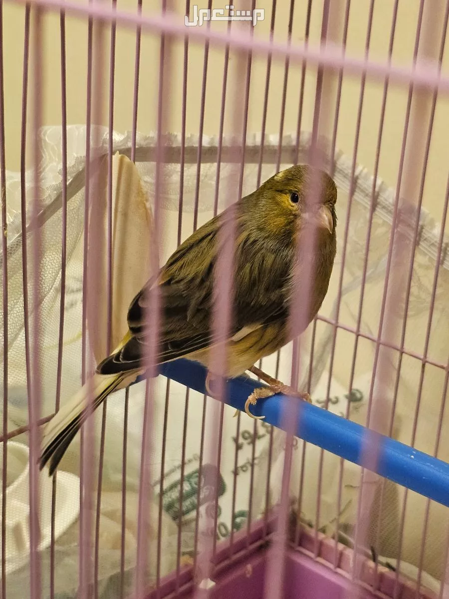 للبيع طيور كناري جوزين وبيعه اعلى سومه
