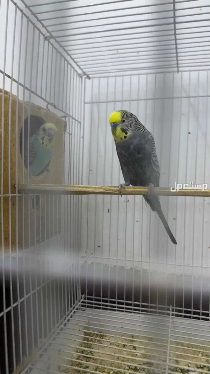 طيور الحب للبيع سبب البيع ابي اسافر