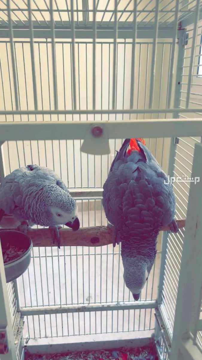 ببغاء كاسكو للبيع اليف جداً في جده لديه كلمات كثير واليف مع الاطفال