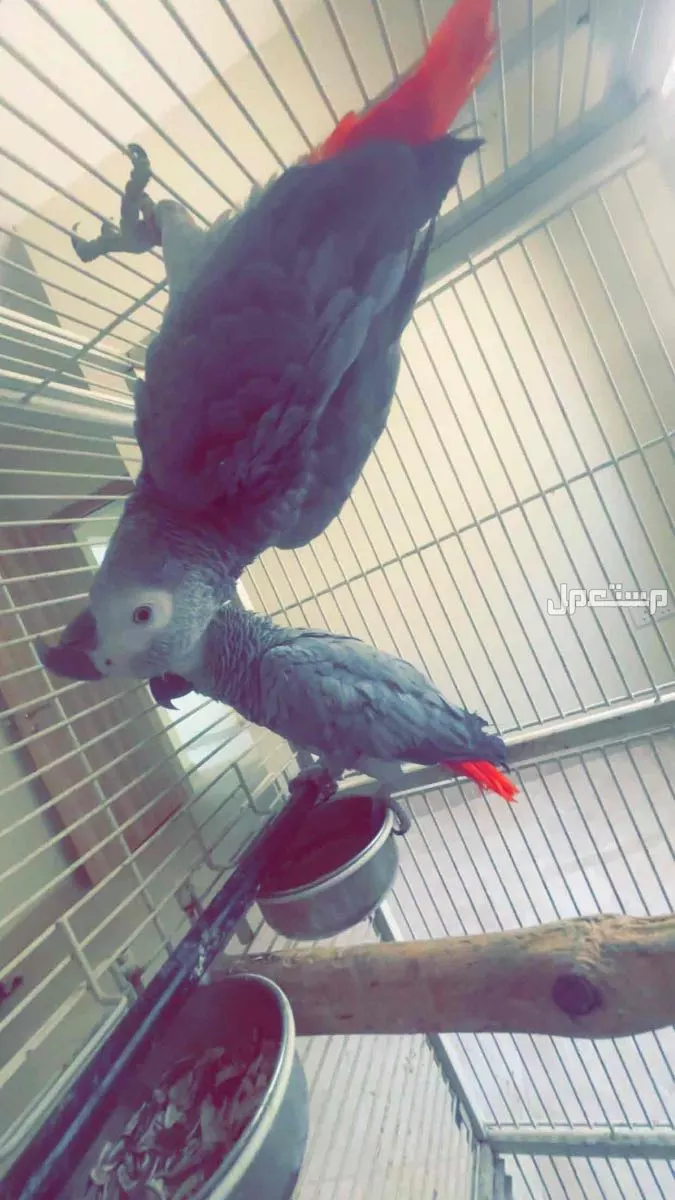 ببغاء كاسكو للبيع اليف جداً في جده لديه كلمات كثير واليف مع الاطفال