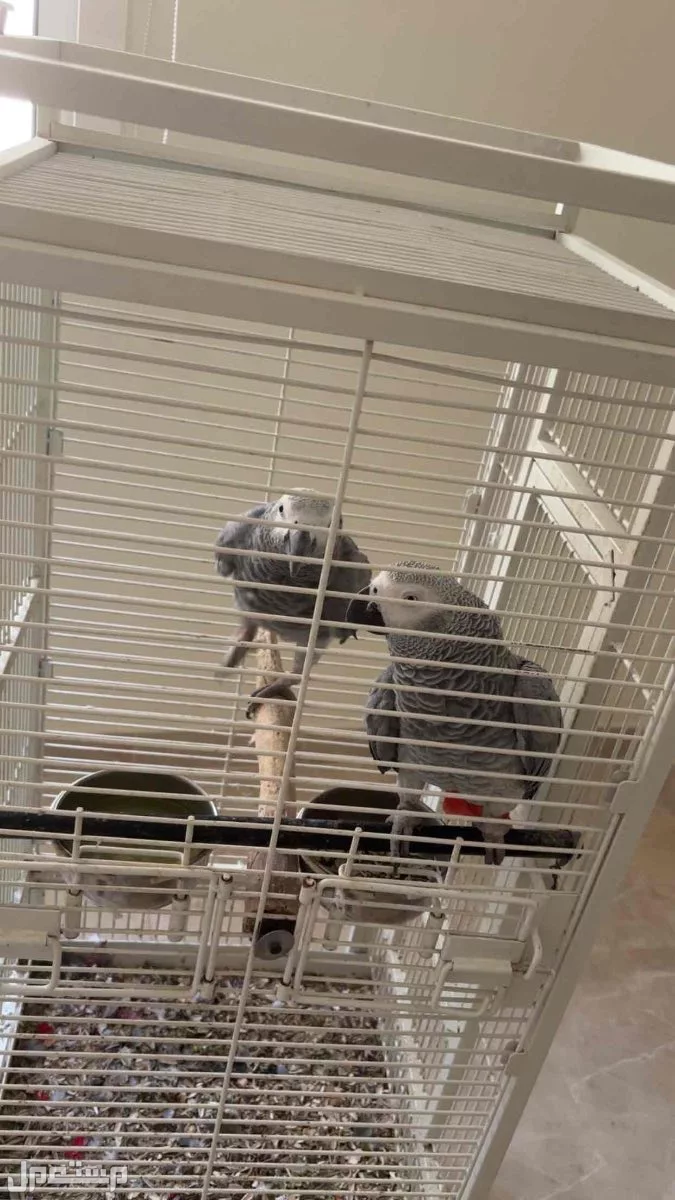 ببغاء كاسكو للبيع اليف جداً في جده لديه كلمات كثير واليف مع الاطفال