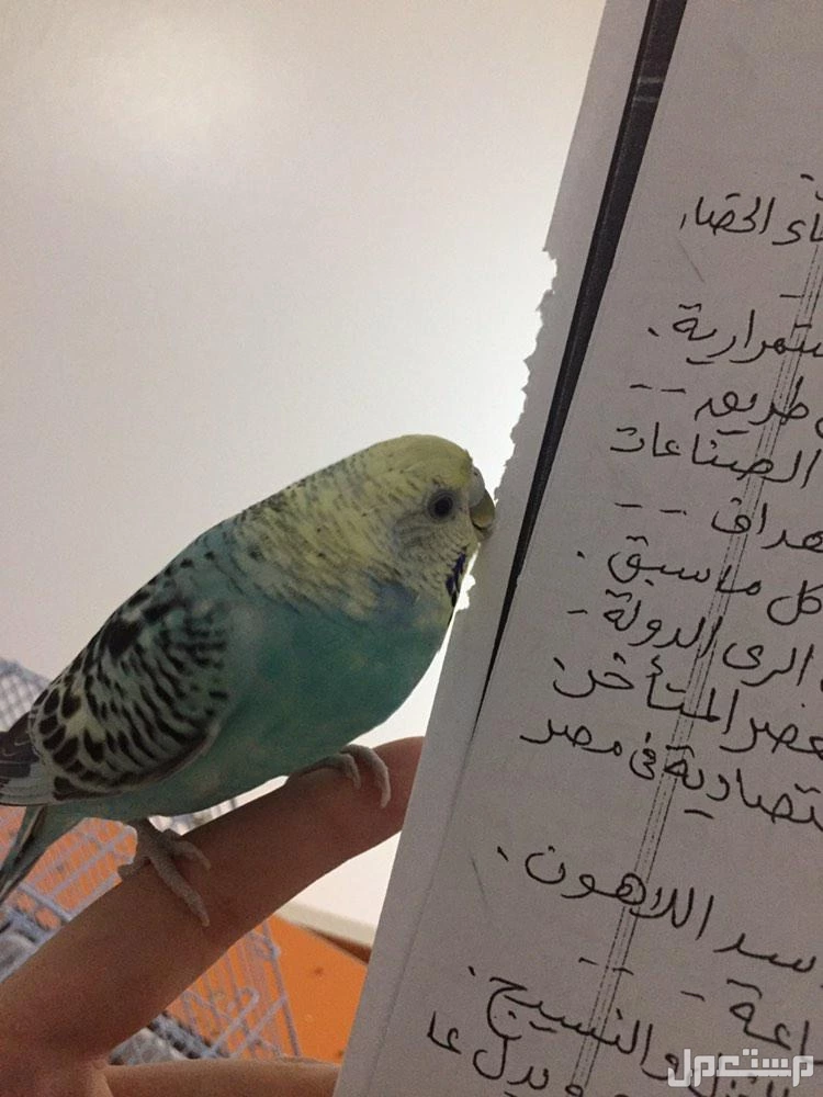 طير بادجي أنثى أليفة عمر سنتين للبيع في جده نوع نورمال بلو يلو فيس أليفة مع البشر اسمها باتشي تستجيب لفرقعة الاصابع وتجي للأصبع وتاكل من اليد. السعر 200ريال في جدة بسعر 200 ريال سعودي