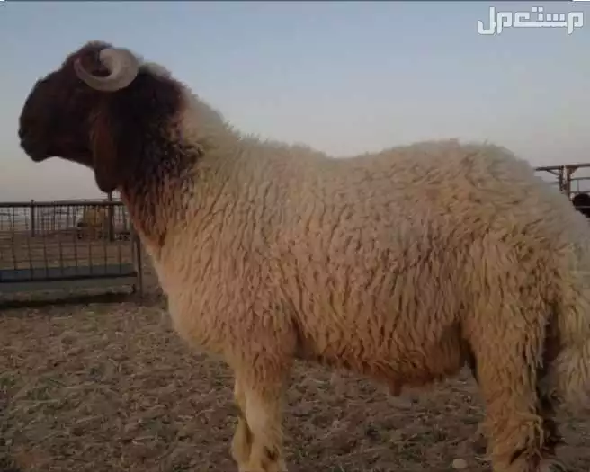 قصاب ماهر بالرياض 0534375367 افضل قصاب