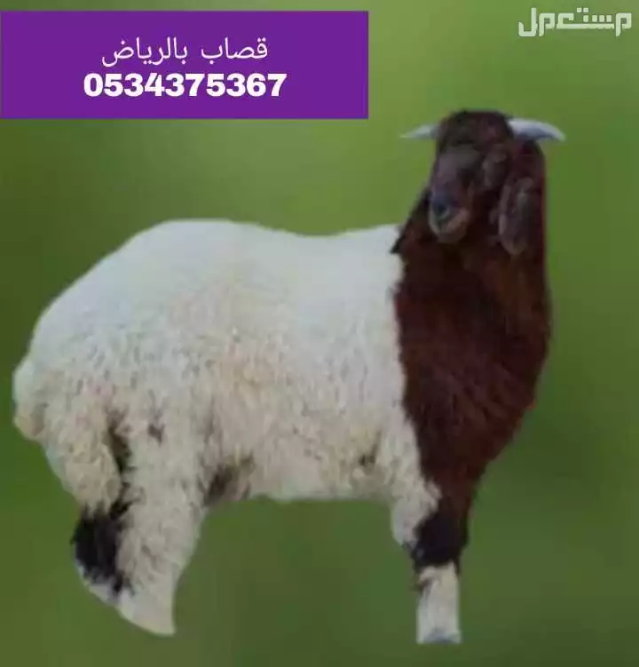 قصاب معترف بالرياض 0534375367 جزار
