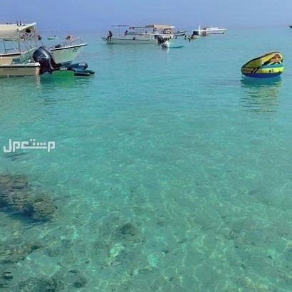 رحلات جزيره بياضه شباب وعوايل جده ابحر مرسي الأحلام