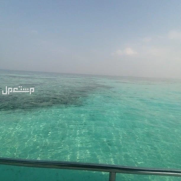 رحلات جزيره بياضه شباب وعوايل جده ابحر مرسي الأحلام
