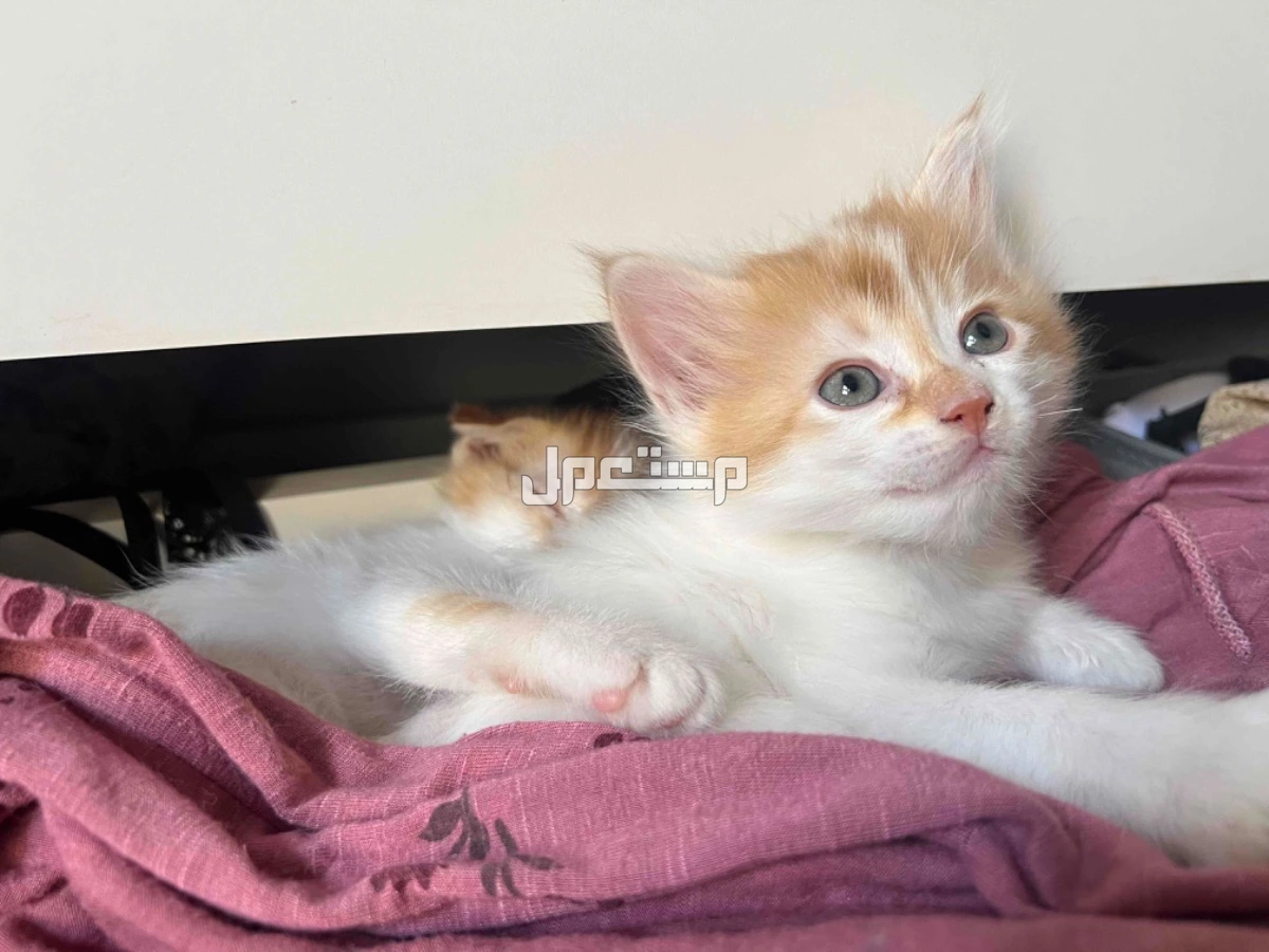 قطط للبيع سكوتش وشيرازي بالطائف مهجن