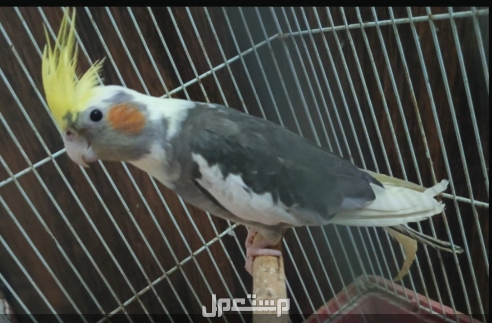 للبيع كروان بايد الموقع الطوال