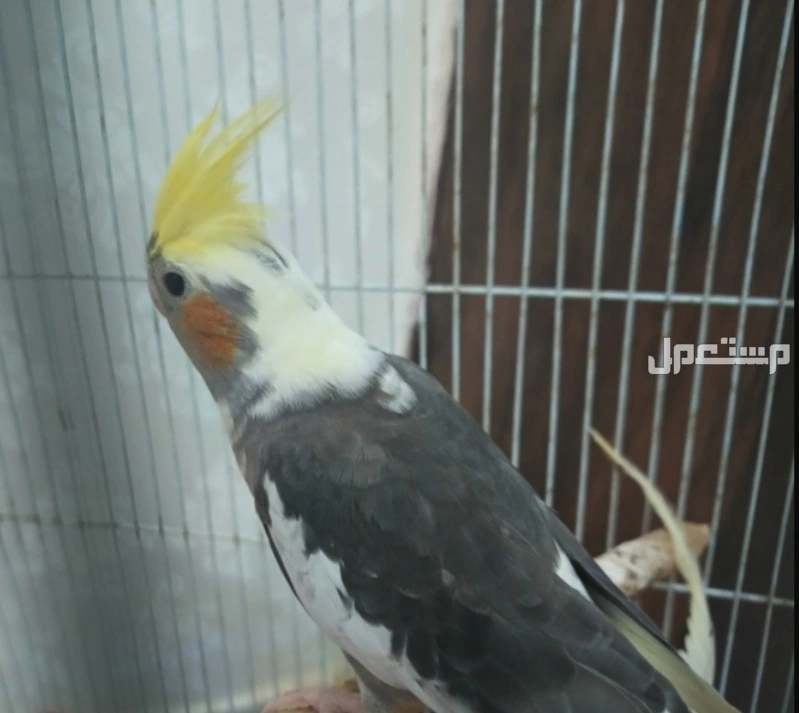 للبيع كروان بايد الموقع الطوال