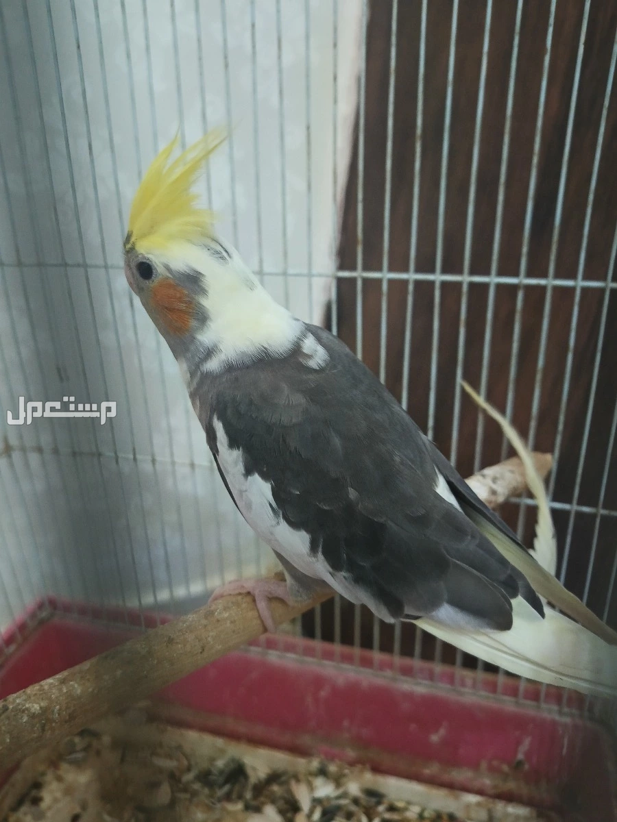 للبيع كروان بايد الموقع الطوال