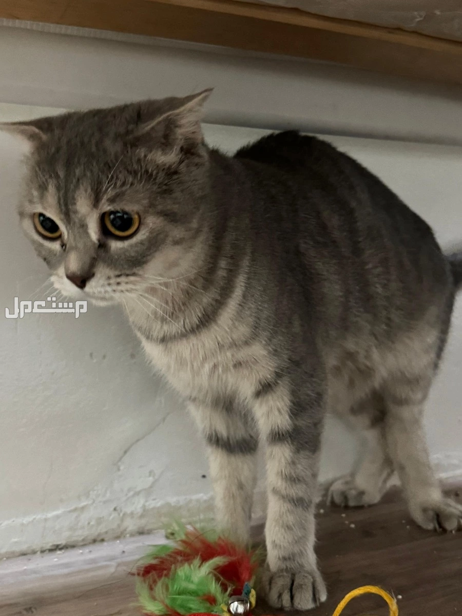 قطه انثى سكوتش فولد لتبني برياض مجانا