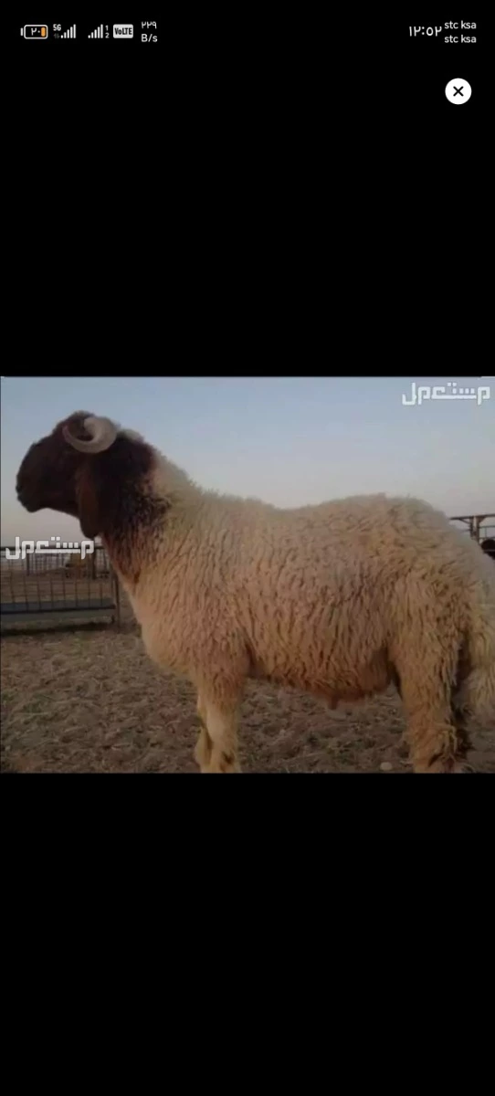 قصاب ماهر شرق الرياض
