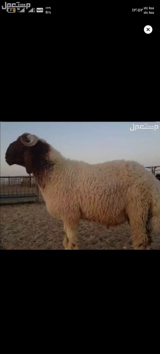 قصاب ماهر حي النرجس