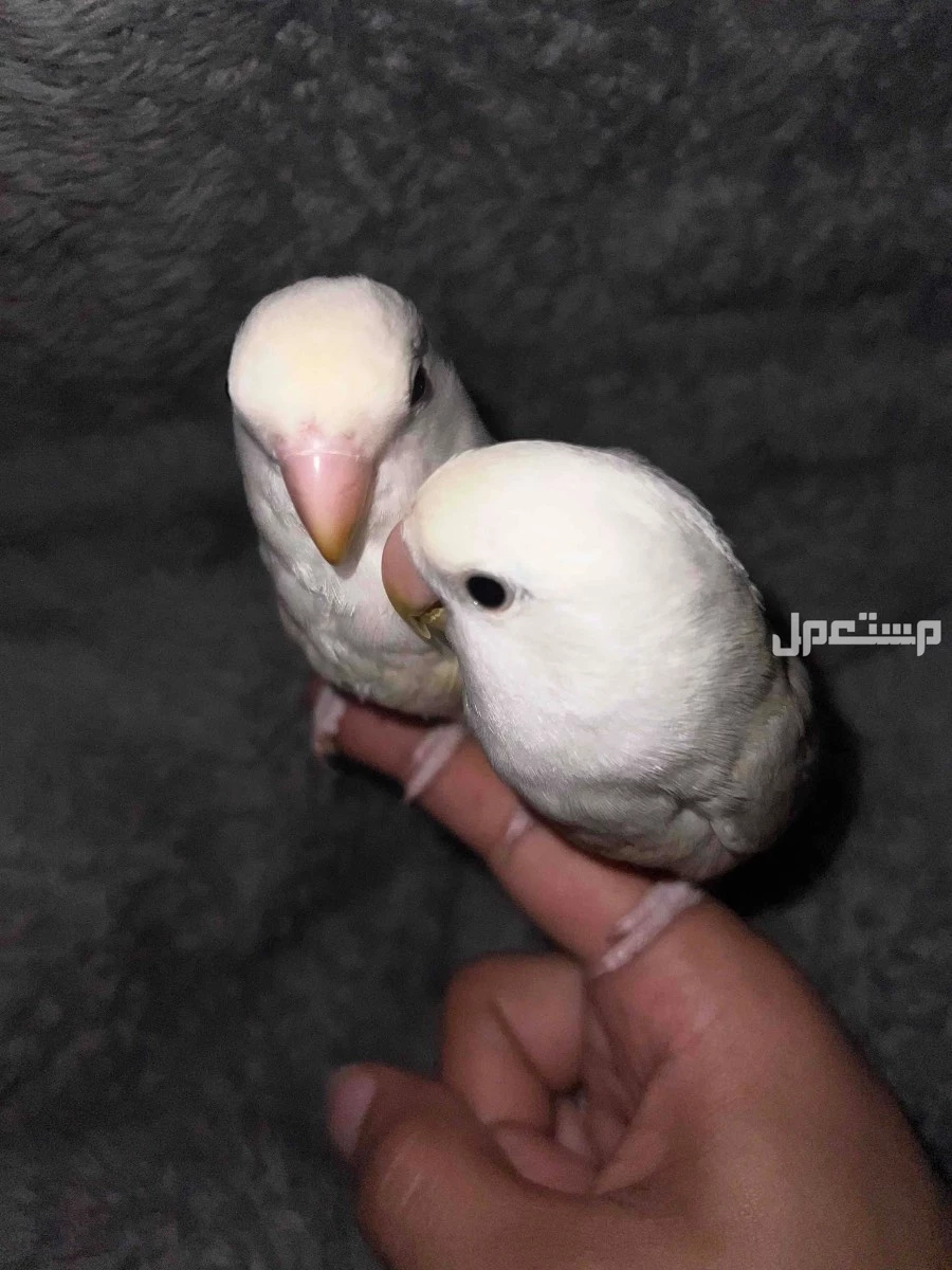 طيور روز اليفه  في الباحة بسعر 450 ريال سعودي