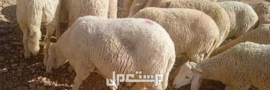 قصاب ماهر حي ظهرة لبن 0530369499