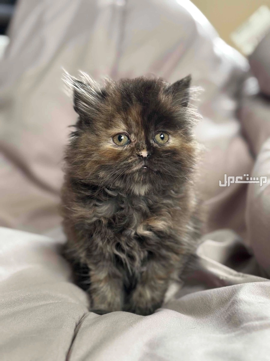 كتن حلوه وصغيره توها مفطومه للبيع دلوعه وحنونه