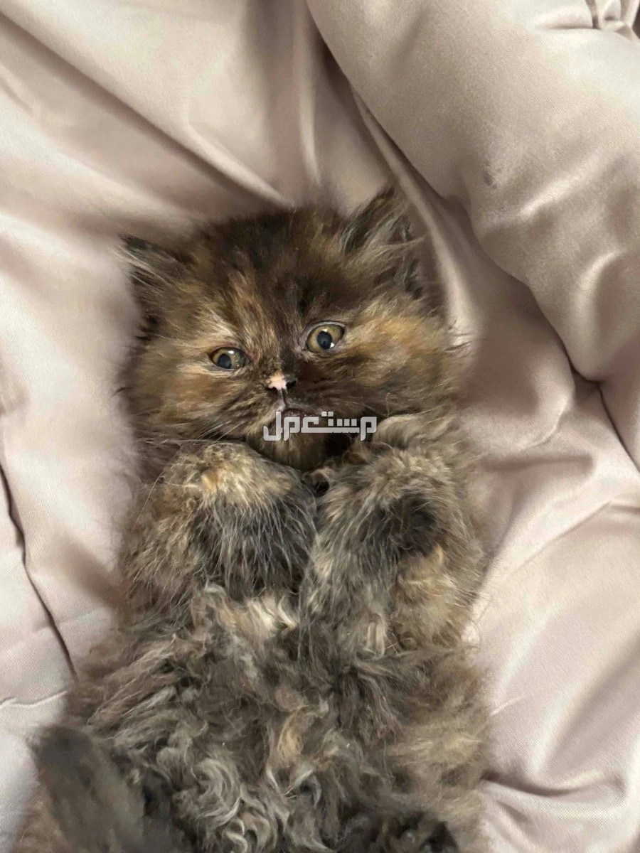 كتن حلوه وصغيره توها مفطومه للبيع دلوعه وحنونه