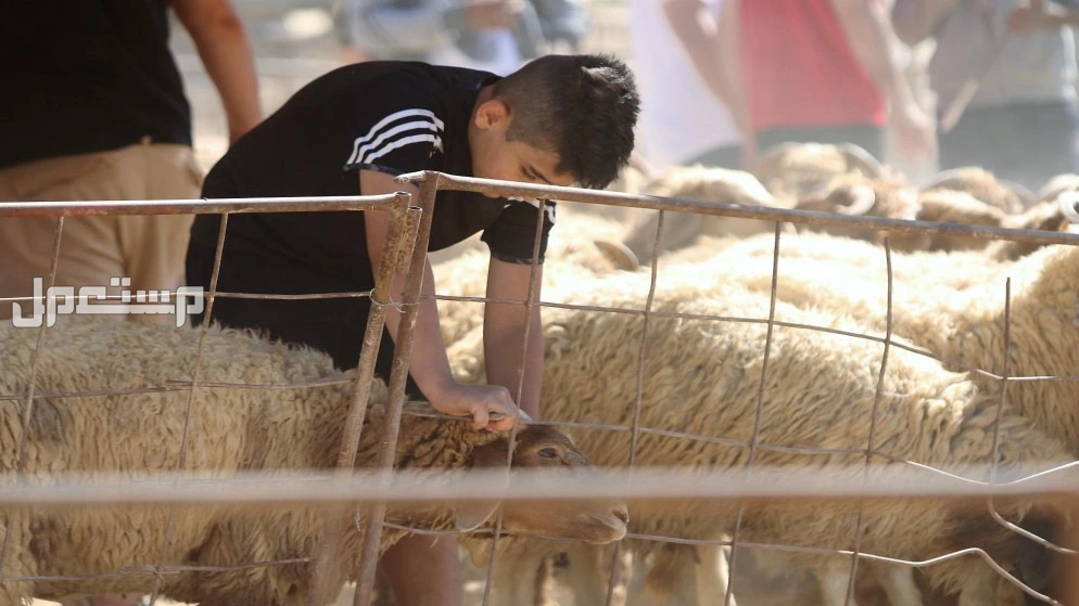 أنواع وشروط الأضاحي من الماعز والبقر.. دليل شامل عن أضحية العيد 2025 شروط ذبح الأضحية