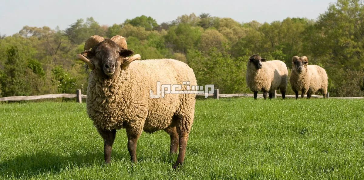 أنواع وشروط الأضاحي من الماعز والبقر.. دليل شامل عن أضحية العيد 2025 أنواع وشروط الأضاحي من الماعز والبقر