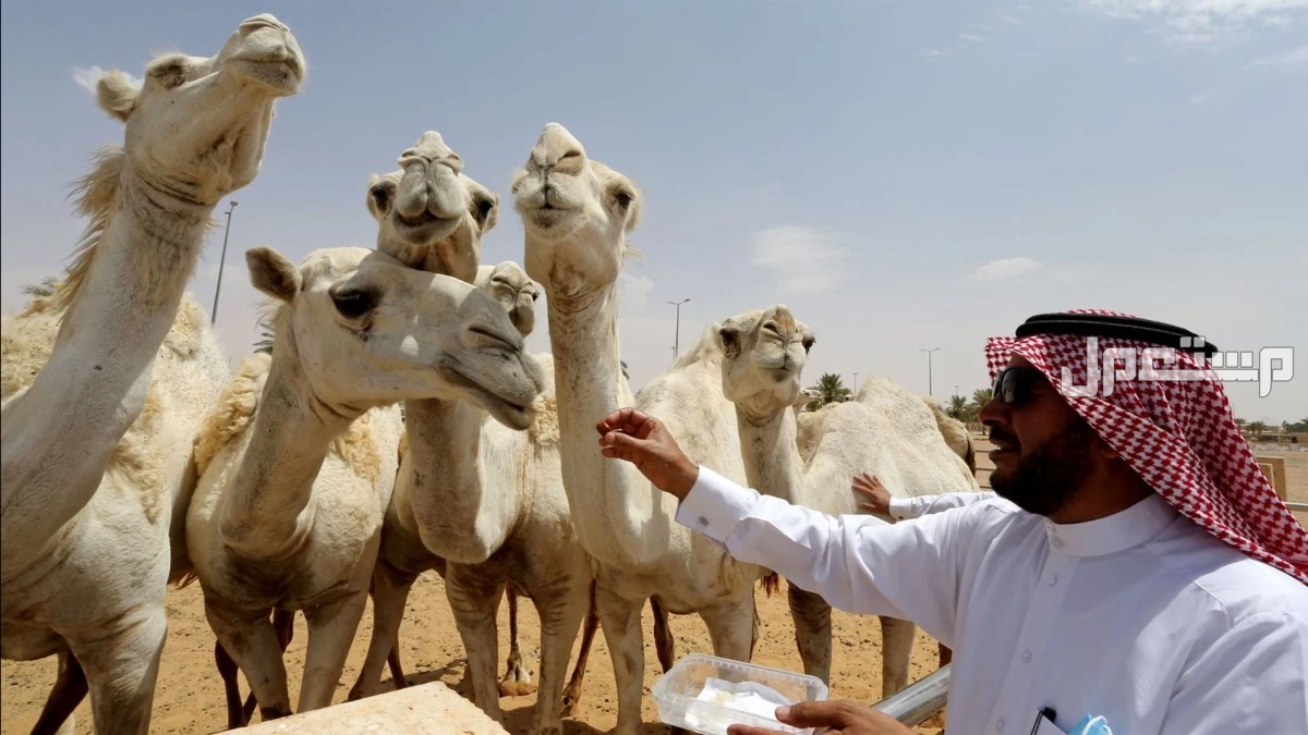 أنواع وشروط الأضاحي من الماعز والبقر.. دليل شامل عن أضحية العيد 2025 شروط أضاحي الإبل