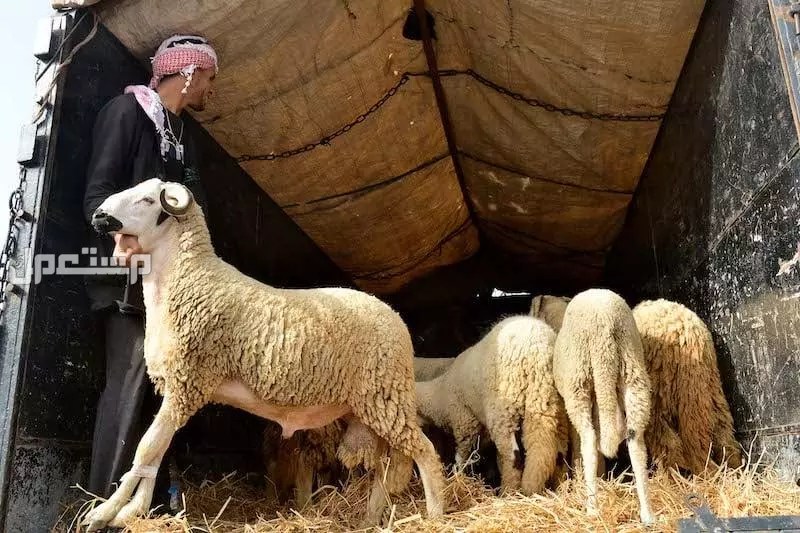 أنواع وشروط الأضاحي من الماعز والبقر.. دليل شامل عن أضحية العيد 2025 ما هو السن الشرعي لأضحية العيد؟