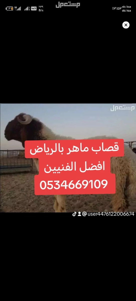 قصاب ماهر شمال الرياض