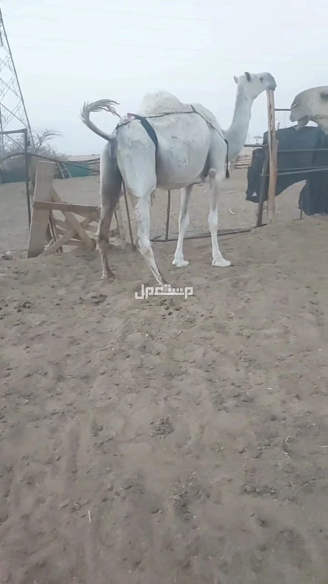 نياق كفوو للبيع في الافلاج بسعر 10000