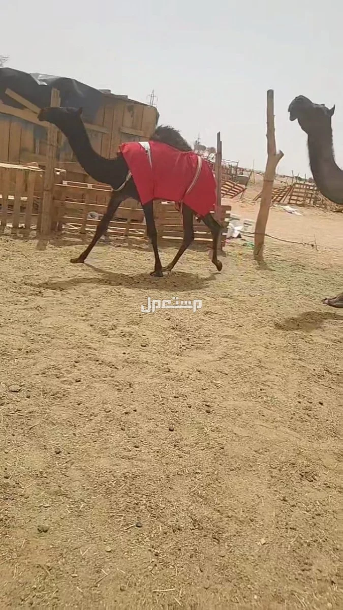 نياق كفوو للبيع في الافلاج بسعر 10000