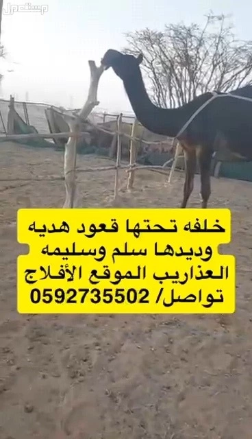 نياق كفوو للبيع في الافلاج بسعر 10000