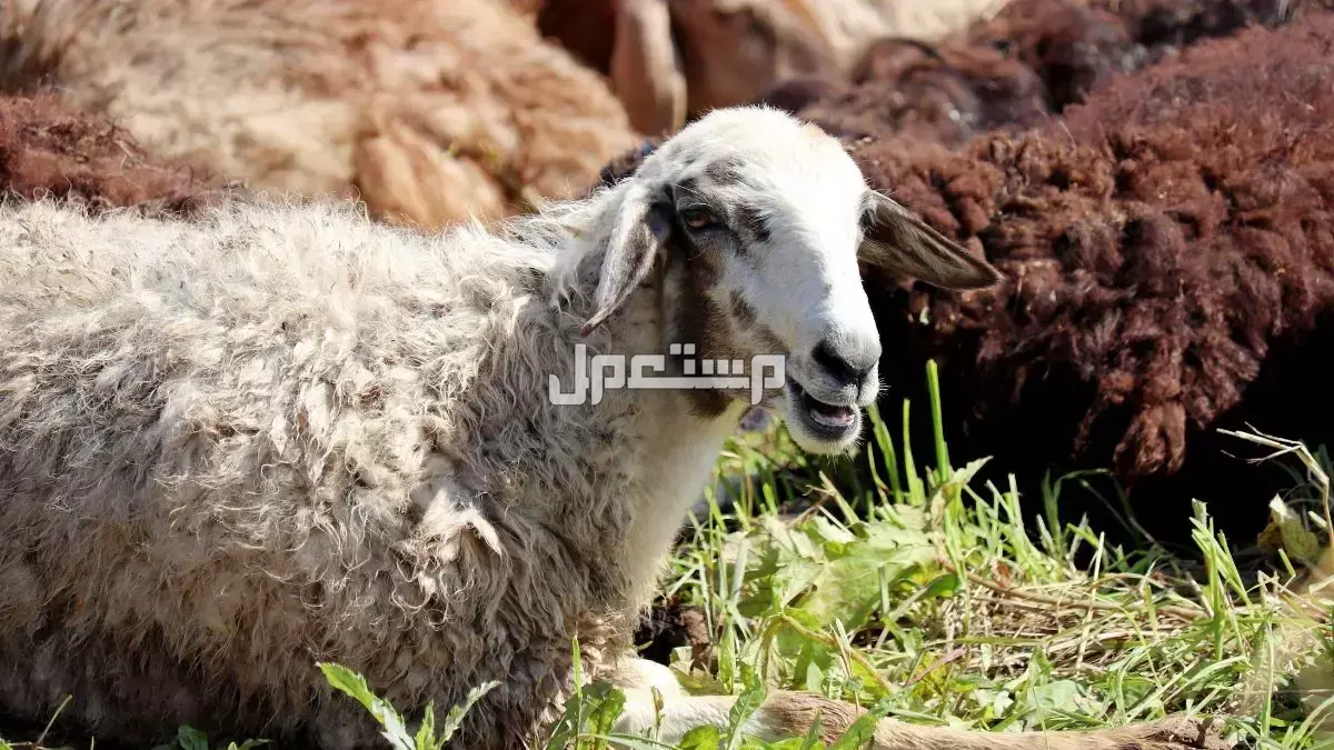 أفضل أنواع الأضاحي من الغنم وأعمارها وشروطها ومواصفاتها: دليل 2025 أفضل الأضاحي من الغنم 2025