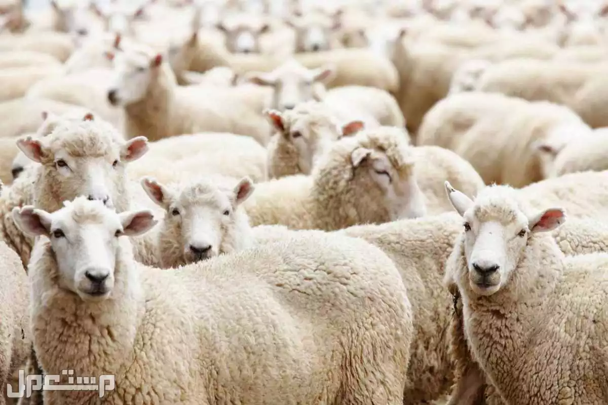 أفضل أنواع الأضاحي من الغنم وأعمارها وشروطها ومواصفاتها: دليل 2025 من وين أشتري أضحية العيد 2025؟