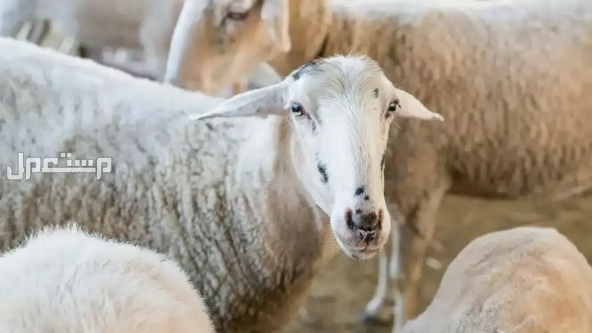 أفضل أنواع الأضاحي من الغنم وأعمارها وشروطها ومواصفاتها: دليل 2025 أضحية موافقة للشريعة