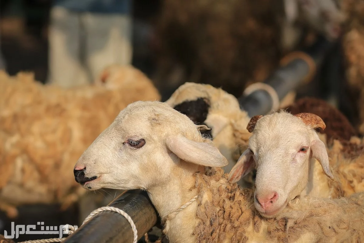 أفضل أنواع الأضاحي من الغنم وأعمارها وشروطها ومواصفاتها: دليل 2025 أفضل أضاحي العيد 1446