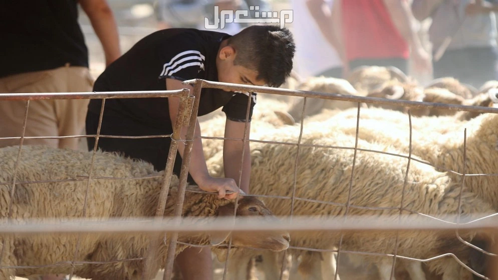 أفضل أنواع الأضاحي من الغنم وأعمارها وشروطها ومواصفاتها: دليل 2025 شراء أضحية العيد 2025