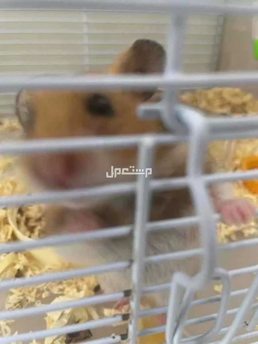 هامسترات مع اغراضهم كاااملة والطعام للبيع في جدة في جدة بسعر 200 ريال سعودي