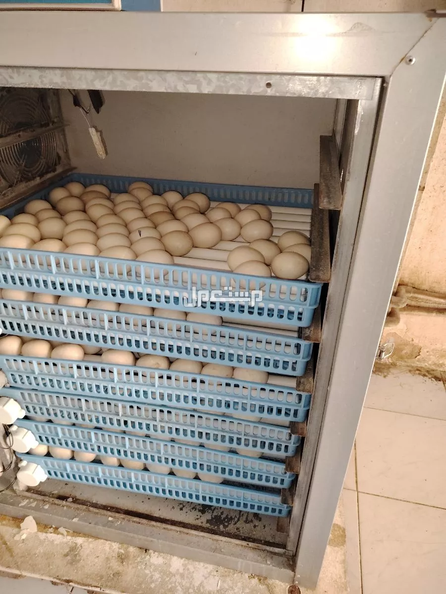 للبيع مشروع بط كامل متكامل في الرياض