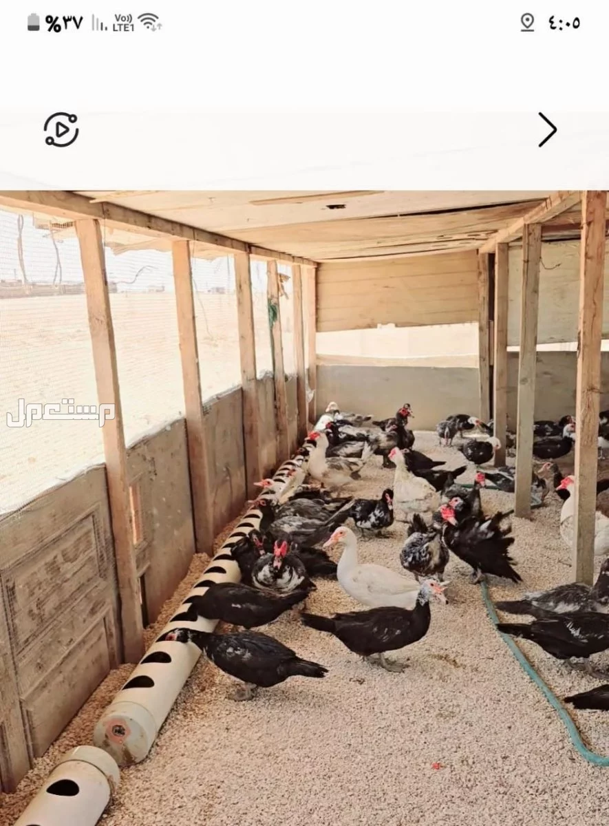 للبيع مشروع بط كامل متكامل في الرياض